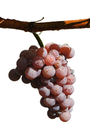 Vinný hrozen